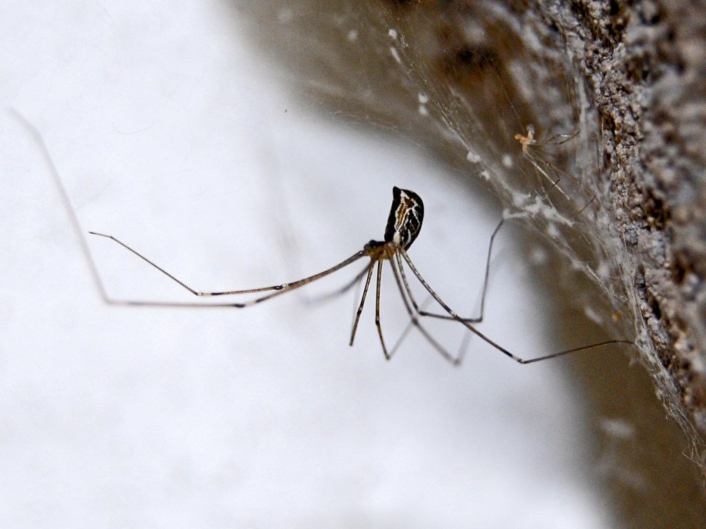 Un piccolo ragno dalle lunghe gambe - da identificare
